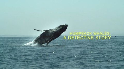 Humpback Whales: A Detective Story