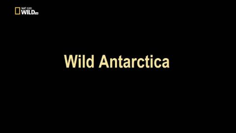 Wild Antarctica