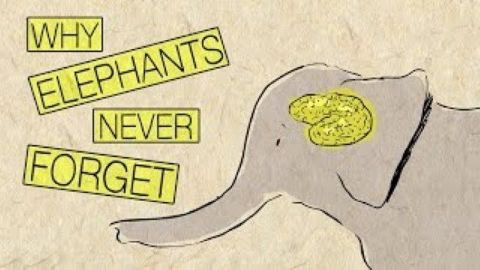 Why elephants never forget