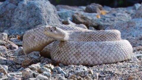 Rattleless Rattlesnake