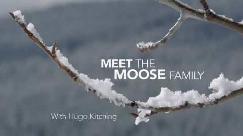Meet the Moose Family