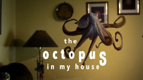 The Octopus in My House