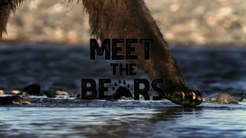 Meet the Bears