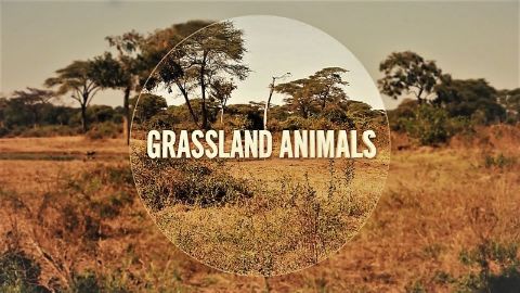 Grass Animals