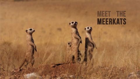 Meet the Meerkats