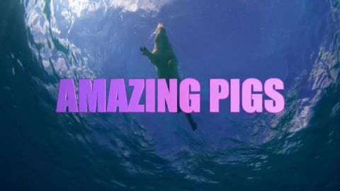 Amazing Pigs