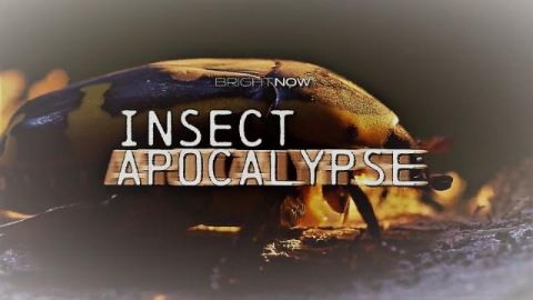 Insect Apocalypse