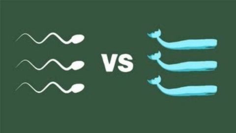 The physics of sperm vs. the physics of sperm whales