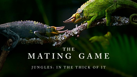 Jungles: In The Thick Of It