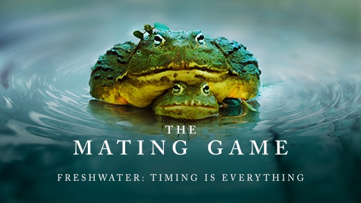 Freshwater: Timing Is Everything