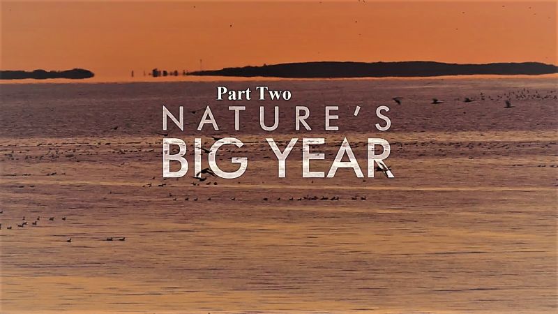 Nature's Big Year