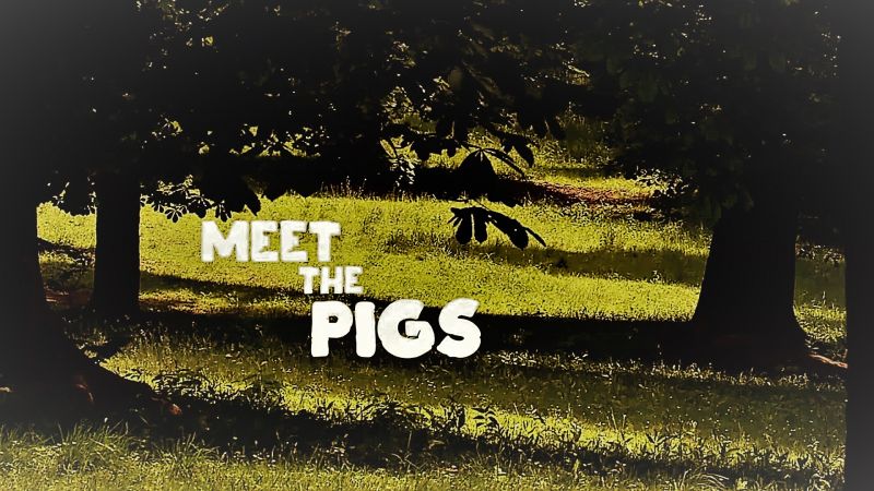 Meet the Pigs