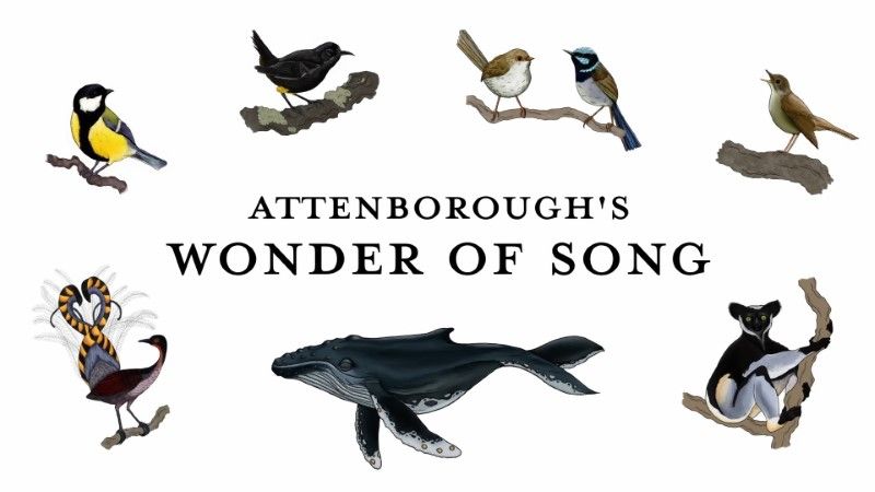 Attenborough's Wonder of Song