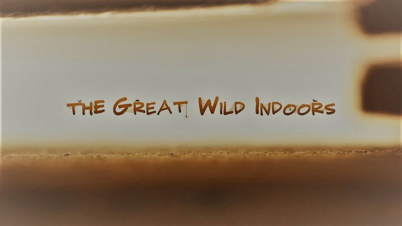 The Great Wild Indoors