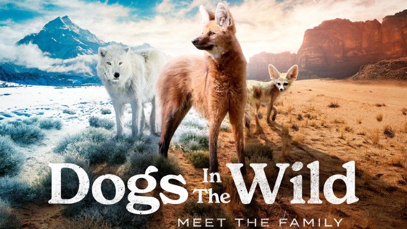 Dogs in the Wild: Meet the Family