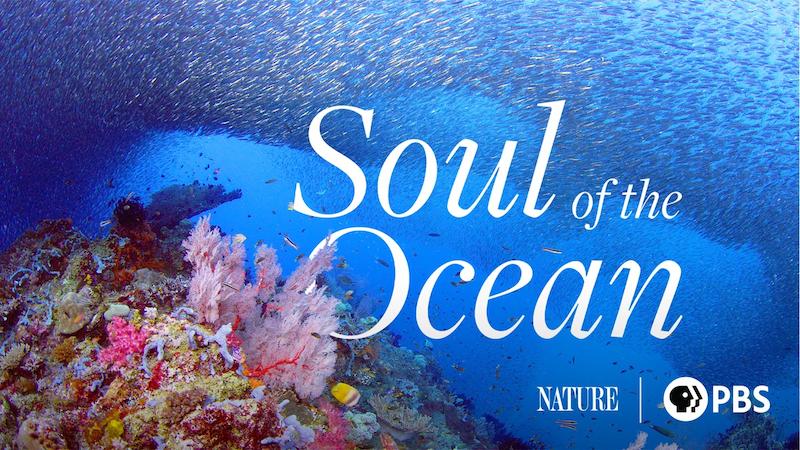Soul of the Ocean