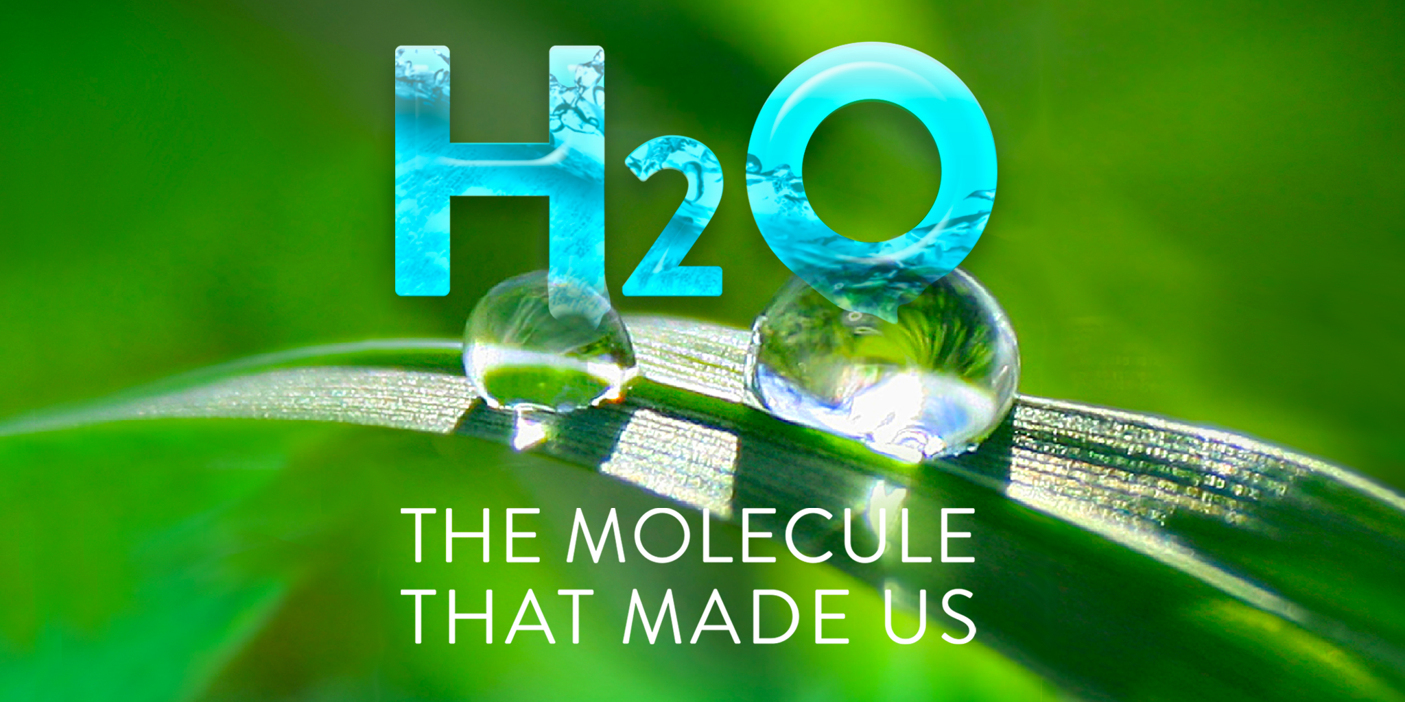 H2O: The Molecule That Made Us