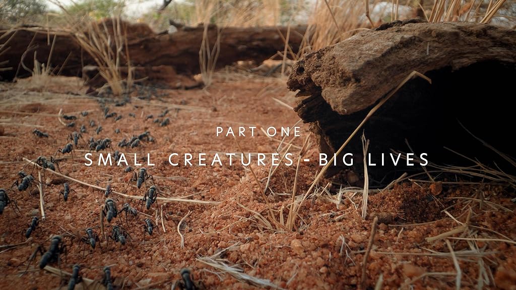 Small Creatures - Big Lives