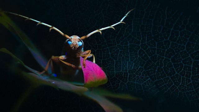 Mysterious Origins of Insects