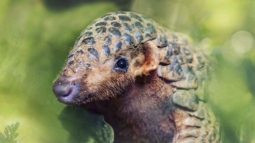 Pangolin & Golden Headed Lion Tamarin