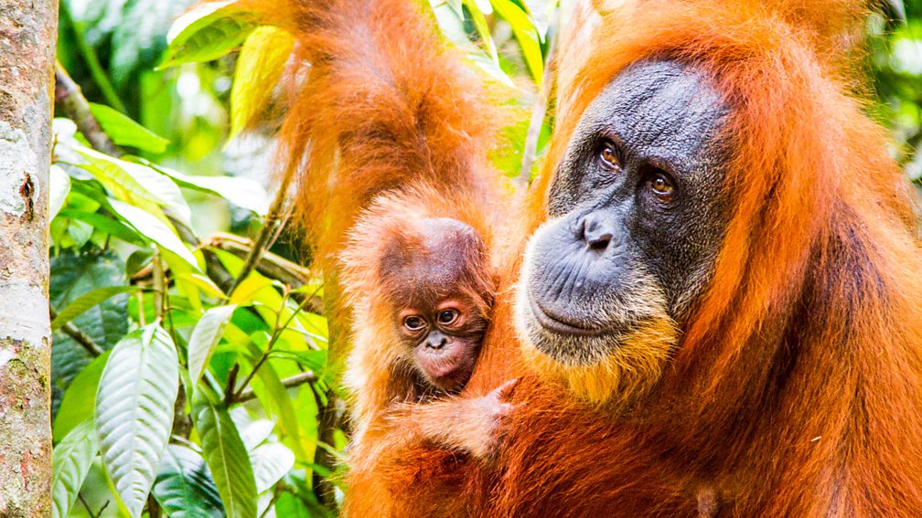 Protecting Primates