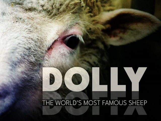 Dolly: The World's Most Famous Sheep