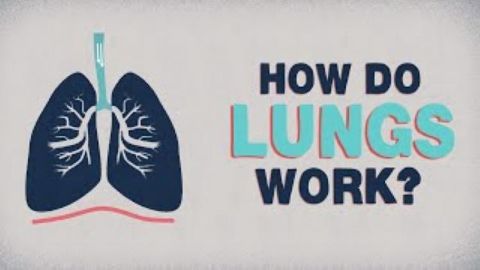 How do the lungs work?