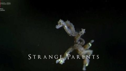Strange Parents