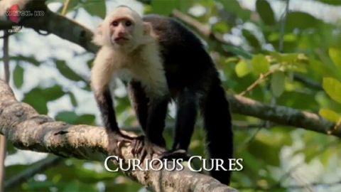 Curious Cures