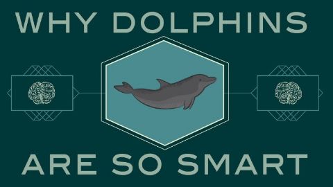 How smart are dolphins?