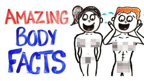 Amazing Body Facts