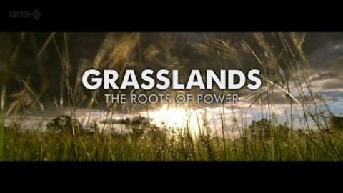 Grasslands - Roots of Power