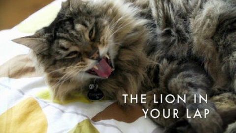 The Lion in Your Lap