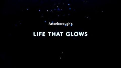 Attenborough's Life that Glows