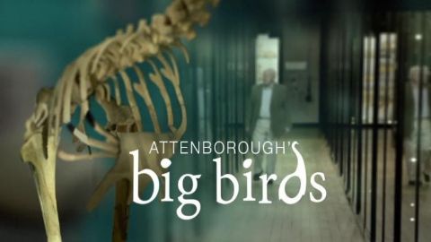 Attenborough's Big Birds
