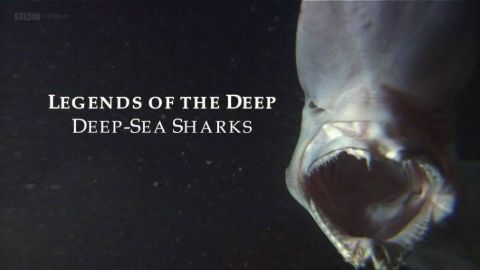Legends of the Deep: Deep Sea Sharks