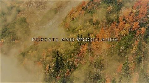 Forest and Woodlands