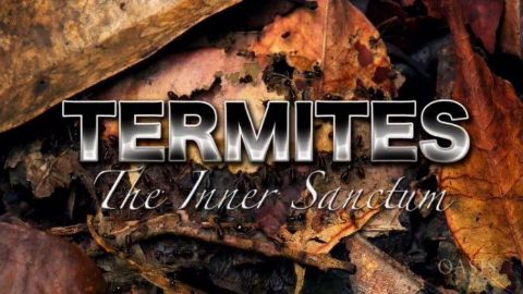 Termites - The Inner Sanctum