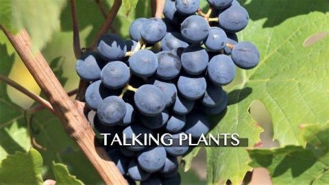 Talking Plants
