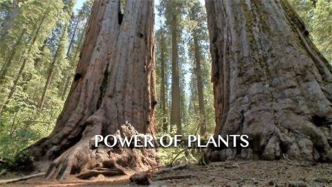 Power of Plants