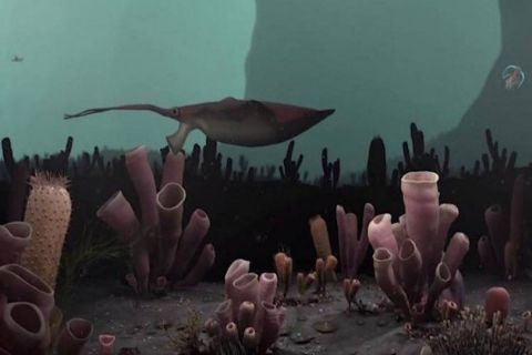 What caused the Cambrian explosion?