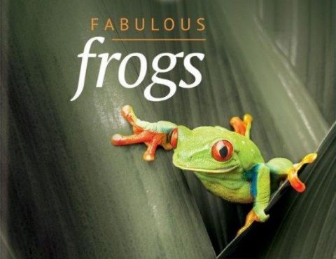 Attenborough's Fabulous Frogs