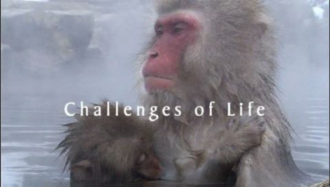 Challenges of Life