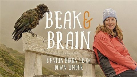Beak and Brain: Genius Birds from Down Under