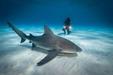 Shark Dive