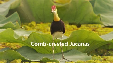 Comb crested Jacanas