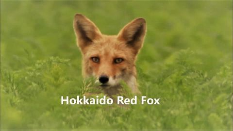 Hokkaido Red Fox