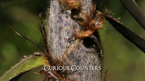 Curious Counters
