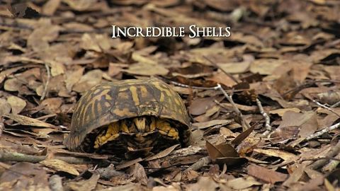 Incredible Shells