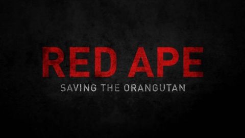 Red Ape: Saving the Orangutan